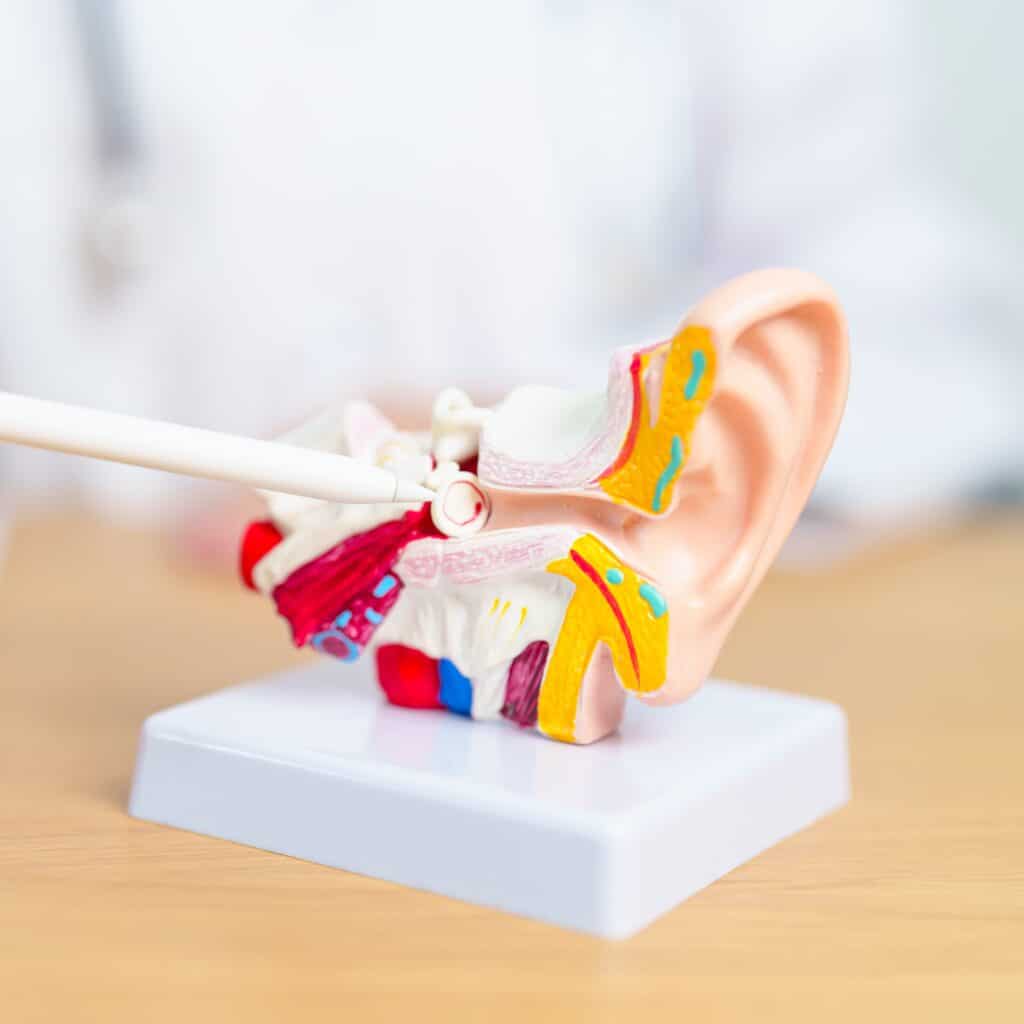 A detailed anatomical ear model on a stand, with a medical professional pointing at the inner structures using a white pointer.